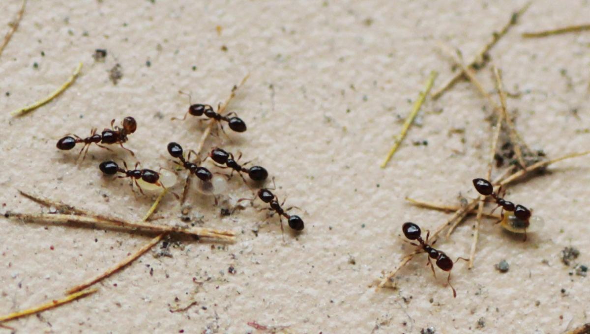 东莞大岭山蚂蚁防治,大岭山蚂蚁灭治,大岭山杀蚂蚁